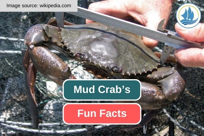 9 Impressive Facts about Mud Crabs